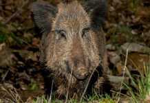 Gestione del cinghiale in Emilia Romagna, le proposte di Pompignoli (Lega) Gestione del cinghiale in Emilia Romagna, le proposte di Pompignoli (Lega)