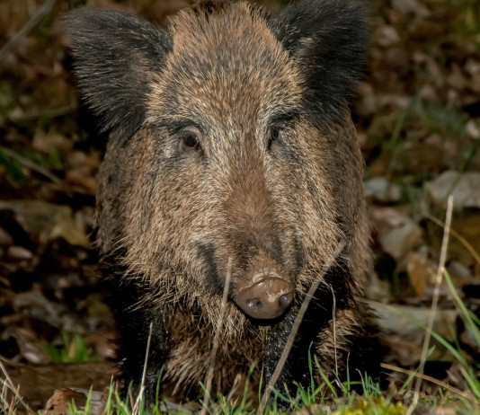 Gestione del cinghiale in Emilia Romagna, le proposte di Pompignoli (Lega) Gestione del cinghiale in Emilia Romagna, le proposte di Pompignoli (Lega)