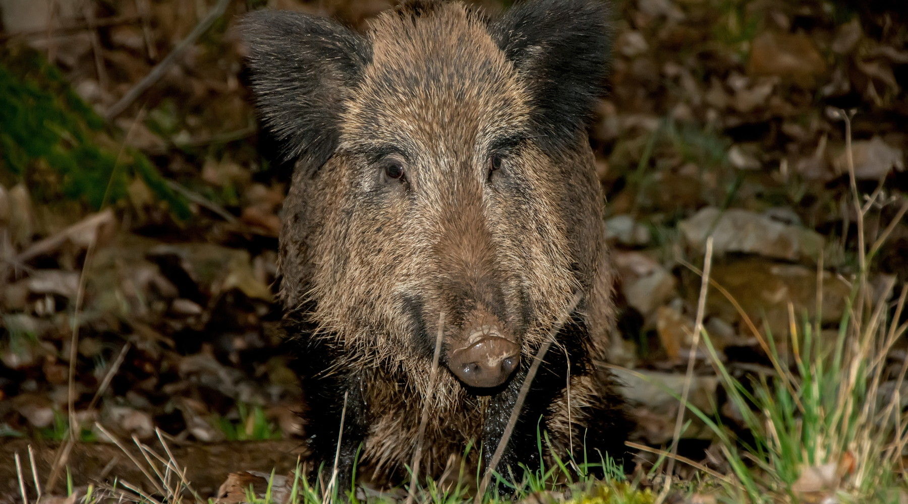 Gestione del cinghiale in Emilia Romagna, le proposte di Pompignoli (Lega) Gestione del cinghiale in Emilia Romagna, le proposte di Pompignoli (Lega)