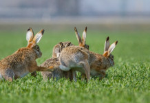 Gestire le popolazioni di lepre Gestire le popolazioni di lepre