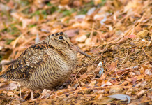 Giunta approva piano faunistico-venatorio della Basilicata Giunta approva piano faunistico-venatorio della Basilicata: beccaccia