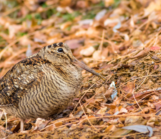 Giunta approva piano faunistico-venatorio della Basilicata Giunta approva piano faunistico-venatorio della Basilicata: beccaccia