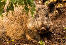 Gli Atc della Basilicata diminuiranno Gli Atc della Basilicata si ridurranno