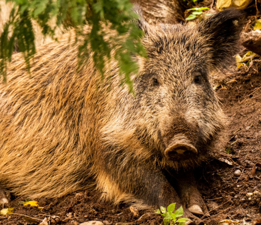 Gli Atc della Basilicata diminuiranno Gli Atc della Basilicata si ridurranno