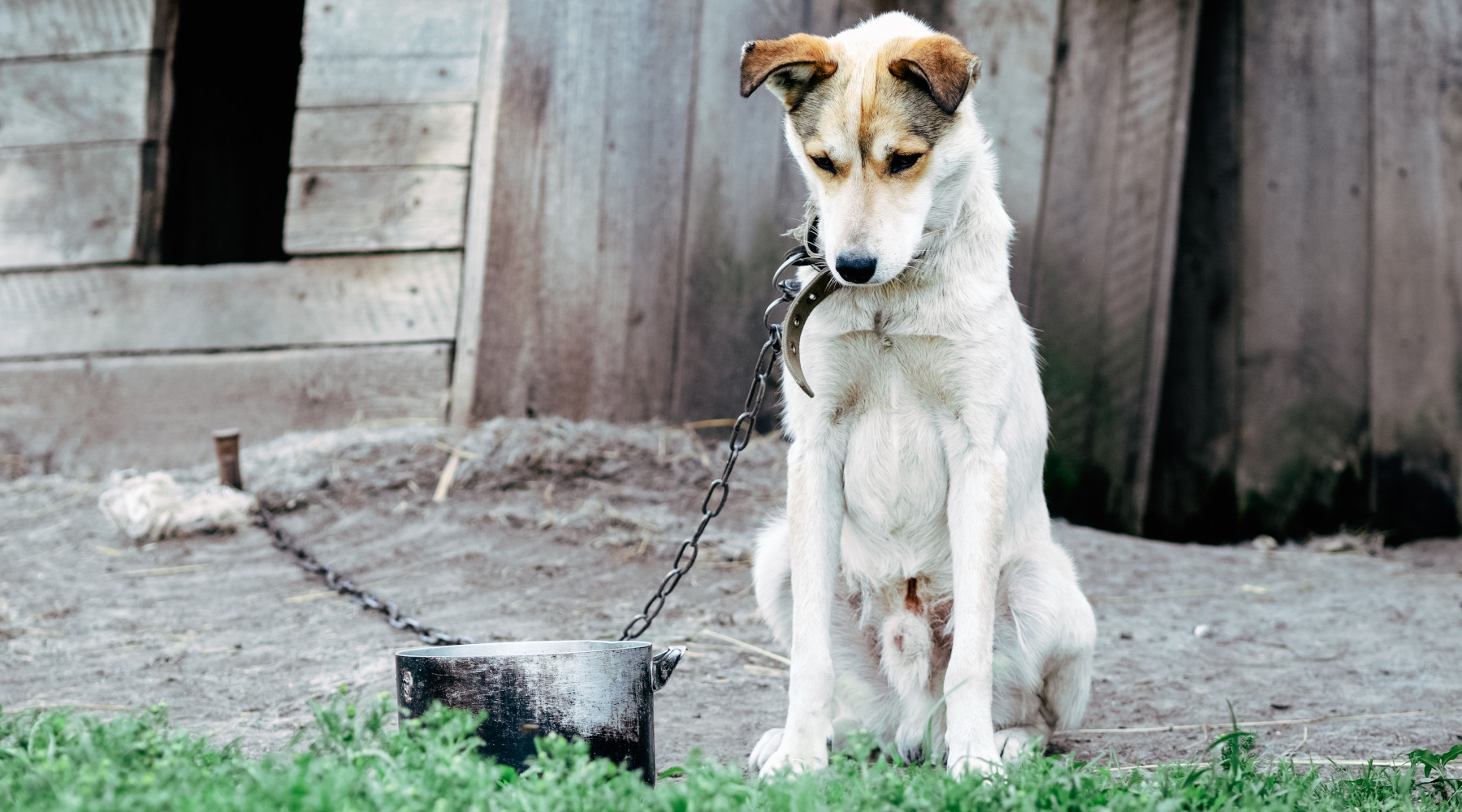 In Toscana vietato tenere cani legati alla catena In Toscana vietato tenere cani legati alla catena