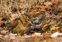 Key concept per la migratoria, Bruzzone interroga governo Key concept per la migratoria, Bruzzone interroga governo: beccaccia tra le foglie autunnali
