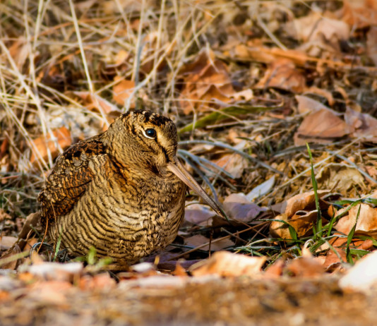 Key concept per la migratoria, Bruzzone interroga governo Key concept per la migratoria, Bruzzone interroga governo: beccaccia tra le foglie autunnali