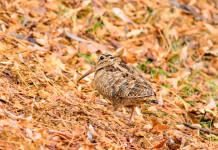 L’Arcicaccia commenta l’impianto del calendario venatorio del Lazio 2024/2025 L’Arcicaccia commenta l’impianto del calendario venatorio del Lazio 2024/2025: beccaccia tra le foglie