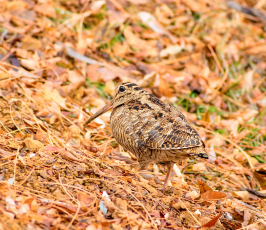 L’Arcicaccia commenta l’impianto del calendario venatorio del Lazio 2024/2025 L’Arcicaccia commenta l’impianto del calendario venatorio del Lazio 2024/2025: beccaccia tra le foglie