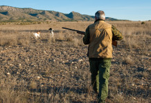 L’Atc Ancona 2 resta commissariato L’Atc Ancona 2 resta commissariato: cacciatore con cani