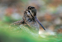 La cultura della caccia racconta la bellezza della natura La cultura della caccia racconta la bellezza della natura: beccaccia
