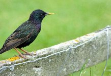 Lega chiede caccia in deroga nel calendario venatorio dell’Umbria 2024/2025 Lega chiede caccia in deroga nel calendario venatorio dell’Umbria 2024/2025: storno