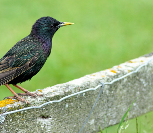 Lega chiede caccia in deroga nel calendario venatorio dell’Umbria 2024/2025 Lega chiede caccia in deroga nel calendario venatorio dell’Umbria 2024/2025: storno