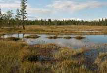 Legge sul ripristino della natura, il commento della Federcaccia Legge sul ripristino della natura, il commento della Federcaccia: area umida, torbiera
