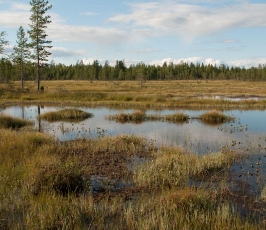 Legge sul ripristino della natura, il commento della Federcaccia Legge sul ripristino della natura, il commento della Federcaccia: area umida, torbiera