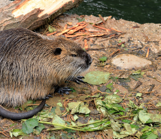 Legge sulla fauna selvatica, maggioranza respinge emendamento su topi e nutrie Legge sulla fauna selvatica, maggioranza respinge emendamento 5 Stelle su specie protette: nutria
