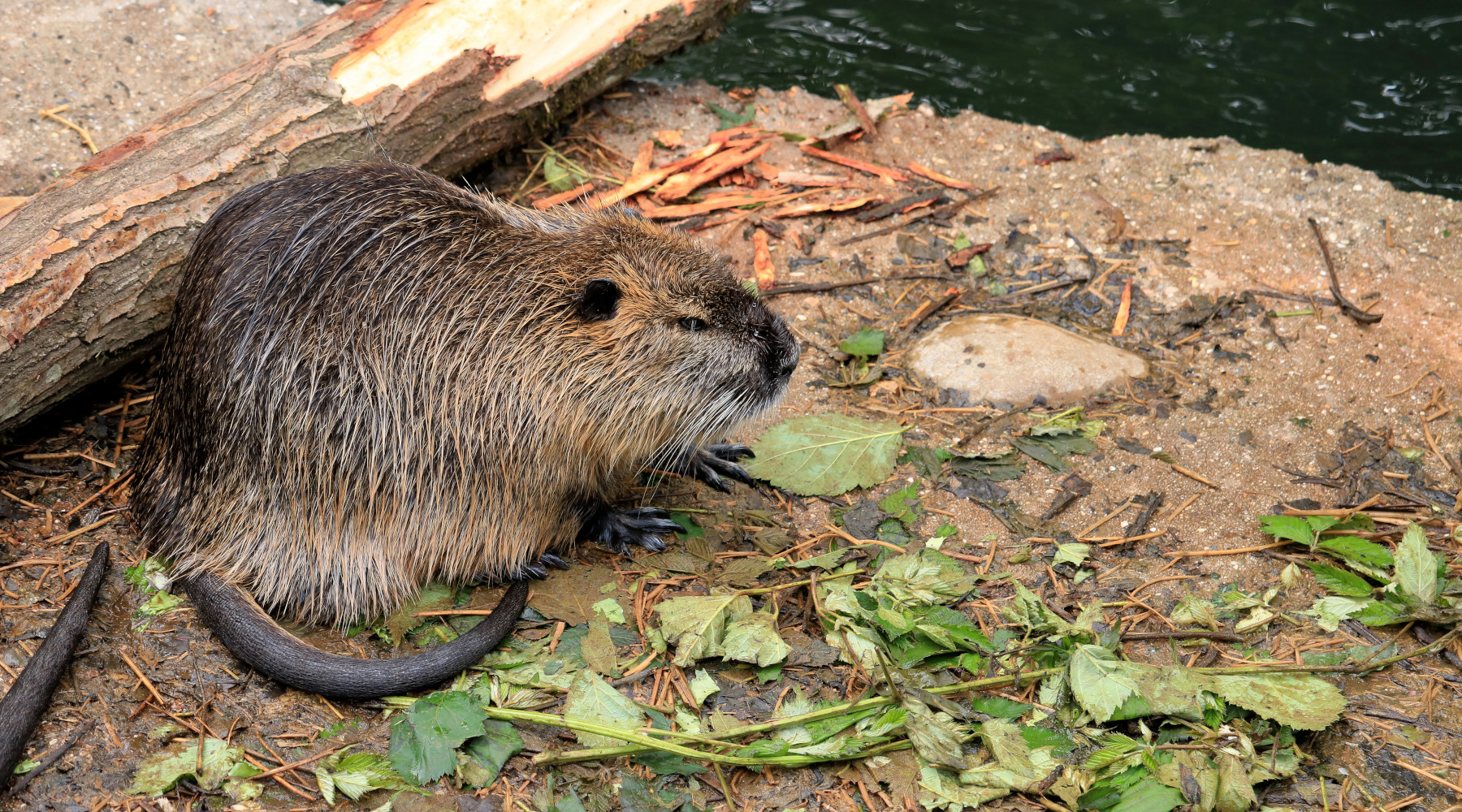 Legge sulla fauna selvatica, maggioranza respinge emendamento 5 Stelle su specie protette Legge sulla fauna selvatica, maggioranza respinge emendamento 5 Stelle su specie protette: nutria