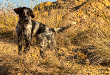 Maltrattamento animale, approvato emendamento Lega-Fratelli d’Italia Maltrattamento animale, approvato emendamento Lega-Fratelli d’Italia: setter inglese