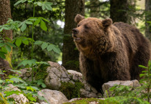 Modificata legge sulla gestione dell’orso in Trentino Modificata legge sulla gestione dell’orso in Trentino