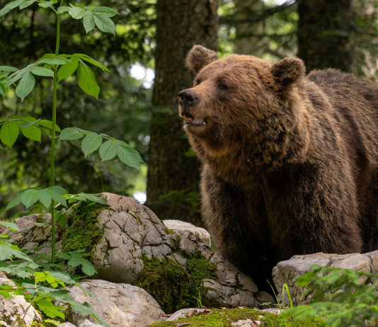 Modificata legge sulla gestione dell’orso in Trentino Modificata legge sulla gestione dell’orso in Trentino