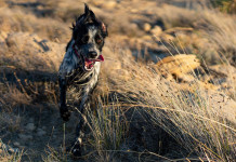 Modifiche della legge sulla caccia, la situazione in commissione Modifiche della legge sulla caccia, la situazione in commissione: setter inglese