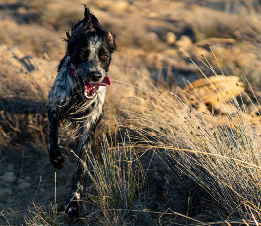 Modifiche della legge sulla caccia, la situazione in commissione Modifiche della legge sulla caccia, la situazione in commissione: setter inglese