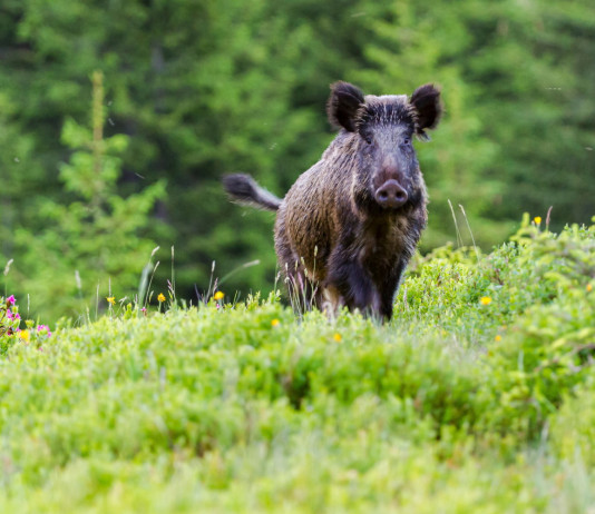 Nominati tre subcommissari alla peste suina africana Nominati tre subcommissari alla peste suina africana: cinghiale nella foresta