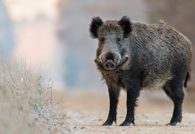 Peste suina africana, al via coordinamento tra regioni confinanti Peste suina africana, al via coordinamento tra regioni confinanti: cinghiale