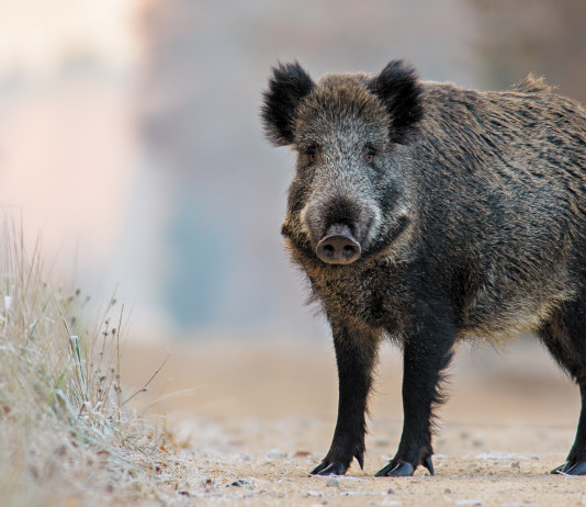 Peste suina africana, al via coordinamento tra regioni confinanti Peste suina africana, al via coordinamento tra regioni confinanti: cinghiale