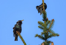 Ruolo e funzioni Ispra, quarantadue consiglieri lombardi scrivono al governo Ruolo e funzioni Ispra, 42 consiglieri lombardi scrivono al governo: due torni su albero