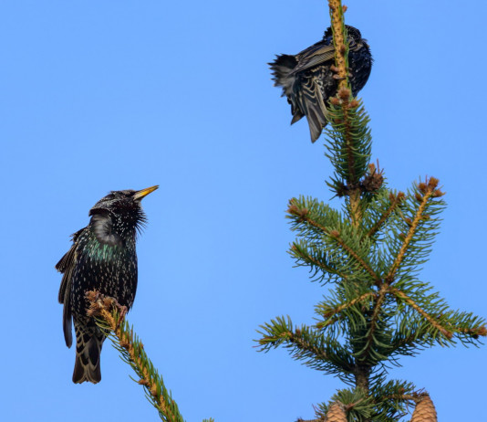 Ruolo e funzioni Ispra, quarantadue consiglieri lombardi scrivono al governo Ruolo e funzioni Ispra, 42 consiglieri lombardi scrivono al governo: due torni su albero