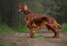 S’allungano i tempi della discussione del ddl sul maltrattamento animale S’allungano i tempi della discussione del ddl sul maltrattamento animale: setter irlandese