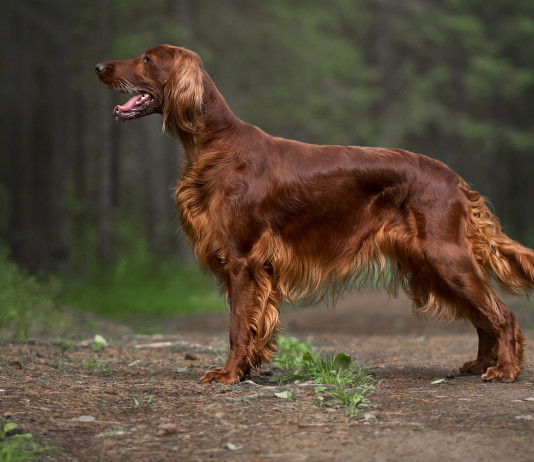 S’allungano i tempi della discussione del ddl sul maltrattamento animale S’allungano i tempi della discussione del ddl sul maltrattamento animale: setter irlandese