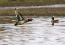 Telemetria satellitare e calendari venatori: venerdì un convegno Telemetria satellitare e calendari venatori: venerdì un convegno - alzavola (Anas crecca, eurasian teal) in volo