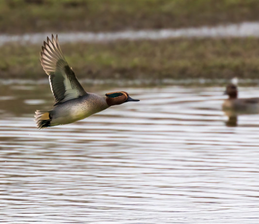Telemetria satellitare e calendari venatori: venerdì un convegno Telemetria satellitare e calendari venatori: venerdì un convegno - alzavola (Anas crecca, eurasian teal) in volo