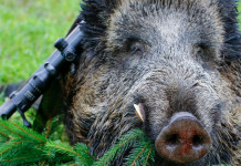 Brucellosi, anche fuori dagli allevamenti A caccia con il medico: brucellosi, anche fuori dagli allevamenti - cinghiale morto abbattuto a caccia