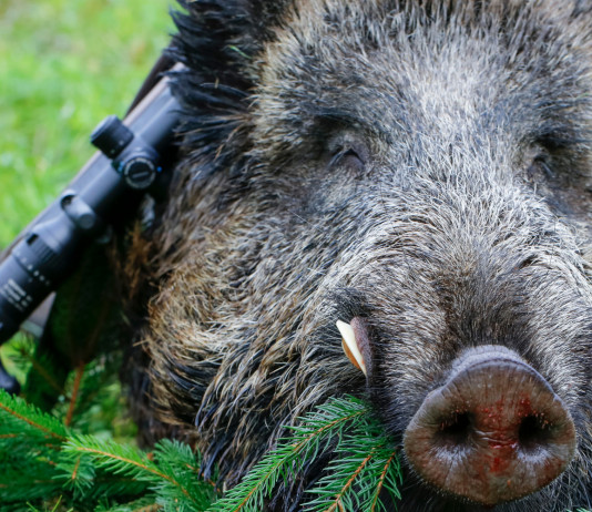 Brucellosi, anche fuori dagli allevamenti A caccia con il medico: brucellosi, anche fuori dagli allevamenti - cinghiale morto abbattuto a caccia