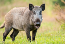 Ampliate le zone di restrizione per la peste suina africana Ampliate le zone di restrizione per la peste suina africana - cinghiale