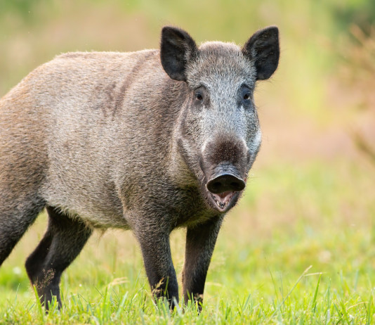 Ampliate le zone di restrizione per la peste suina africana Ampliate le zone di restrizione per la peste suina africana - cinghiale