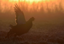 Approvato il calendario venatorio del Trentino 2024/2025 Approvato il calendario venatorio del Trentino 2024/2025 - fagiano di monte all'alba