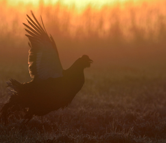 Approvato il calendario venatorio del Trentino 2024/2025 Approvato il calendario venatorio del Trentino 2024/2025 - fagiano di monte all'alba