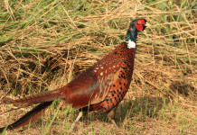 Approvato il calendario venatorio della Liguria 2024/2025 Approvato il calendario venatorio della Liguria 2024/2025: fagiano