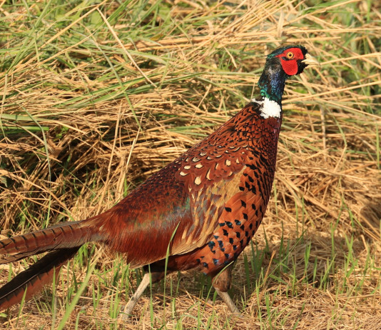 Approvato il calendario venatorio della Liguria 2024/2025 Approvato il calendario venatorio della Liguria 2024/2025: fagiano