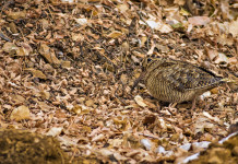 Buconi (Fidc): «Riaprire il confronto con Europa su key concept per la migratoria» Buconi (Fidc): «Riaprire il confronto con Europa su key concept per la migratoria» - beccaccia tra le foglie autunnale, mimetismo