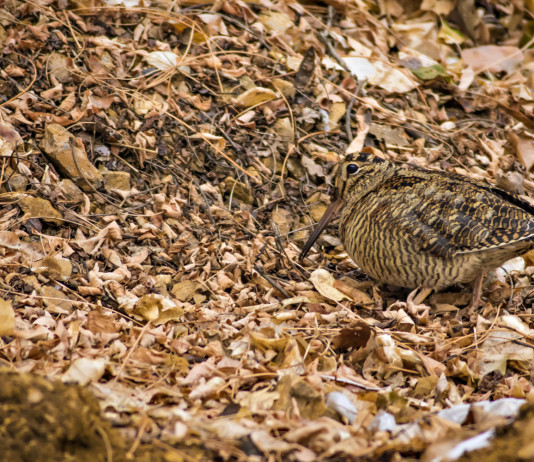 Buconi (Fidc): «Riaprire il confronto con Europa su key concept per la migratoria» Buconi (Fidc): «Riaprire il confronto con Europa su key concept per la migratoria» - beccaccia tra le foglie autunnale, mimetismo