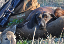 Caccia Magazine maggio 2024 in edicola Caccia Magazine maggio 2024 in edicola: cane da recupero con capriolo