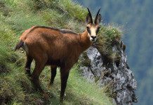 Caccia in Alto Adige: le statistiche Caccia in Alto Adige: le statistiche - camoscio in montagna