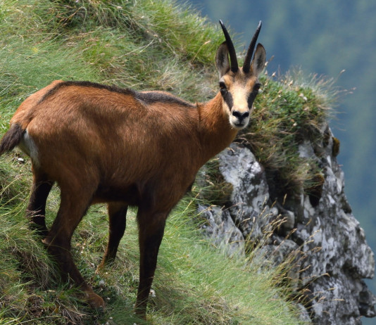 Caccia in Alto Adige: le statistiche Caccia in Alto Adige: le statistiche - camoscio in montagna
