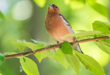 Calendario venatorio dell’Umbria 2024/2025, la Lega critica la bozza Calendario venatorio dell’Umbria 2024/2025, la Lega critica la bozza: fringuello su ramo di albero