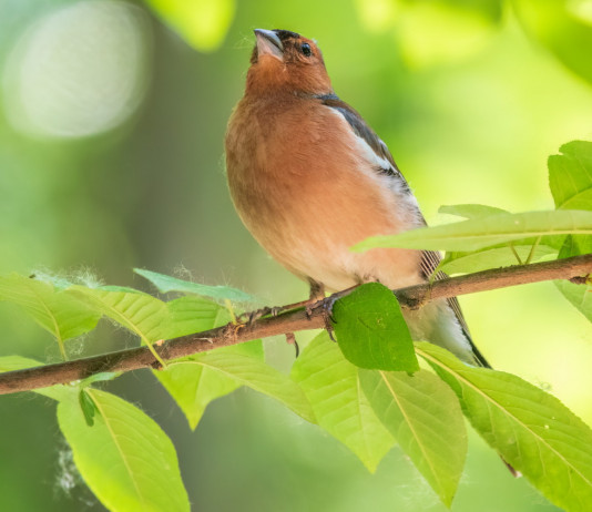 Calendario venatorio dell’Umbria 2024/2025, la Lega critica la bozza Calendario venatorio dell’Umbria 2024/2025, la Lega critica la bozza: fringuello su ramo di albero